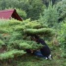 Transformation d'un Genévrier en Niwaki