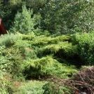 Transformation d'un Genévrier en Niwaki