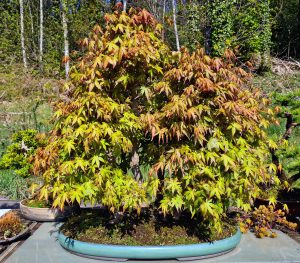 Forêt d'acer palmatum