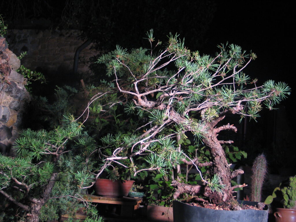 pin sylvestre 1 an après le prélèvement réalisé en Aout 2004