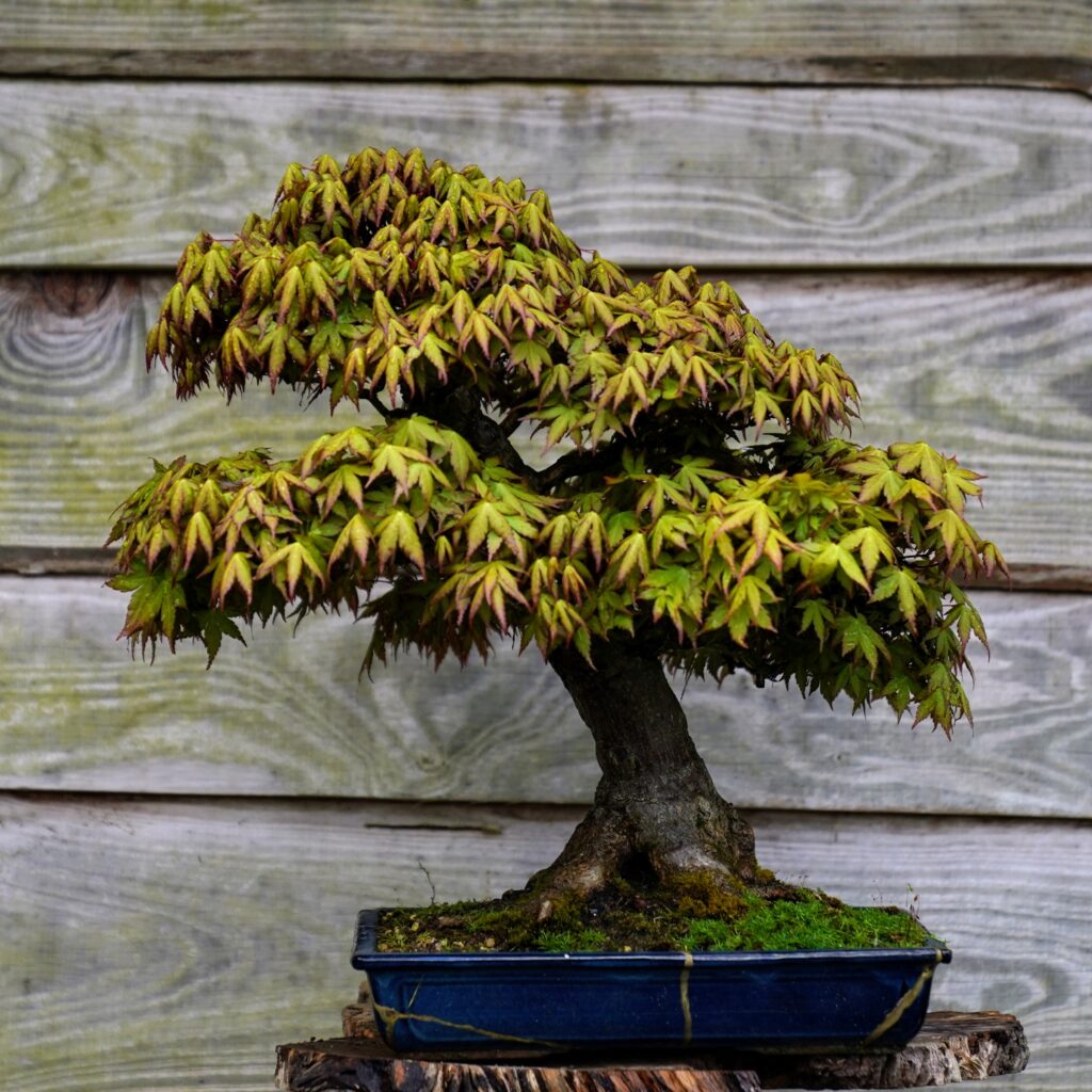 Acer Palmatum