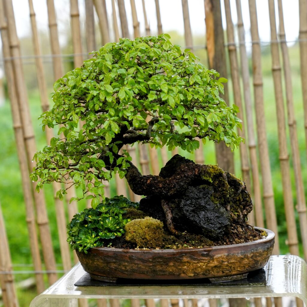 Orme à feuille de charme (Ulmus Carpinifolia, a la limite de Shohin