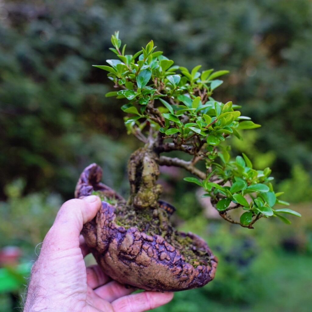 Troène (Ligustrum Ovalifolium)