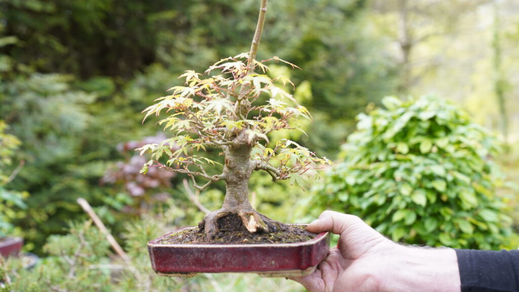 Acer Palmatum issu de Bouture